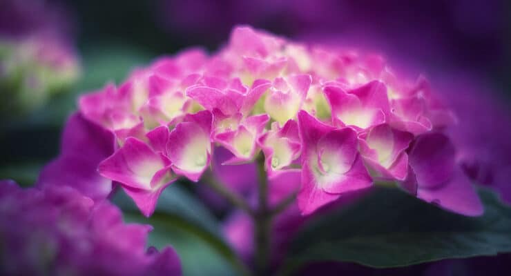 Hydrangea Hesford