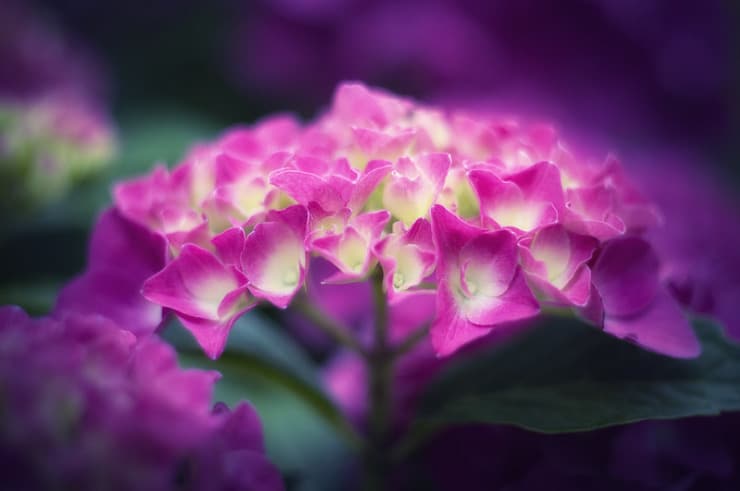 Hydrangea Hesford