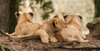 Lion cubs Hopkinson