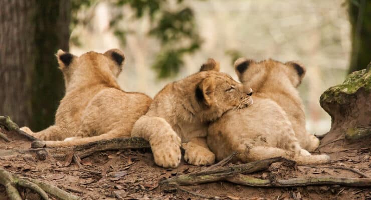 Lion cubs Hopkinson