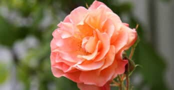 Rose Tamara Madison
