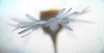 Flower Trommer