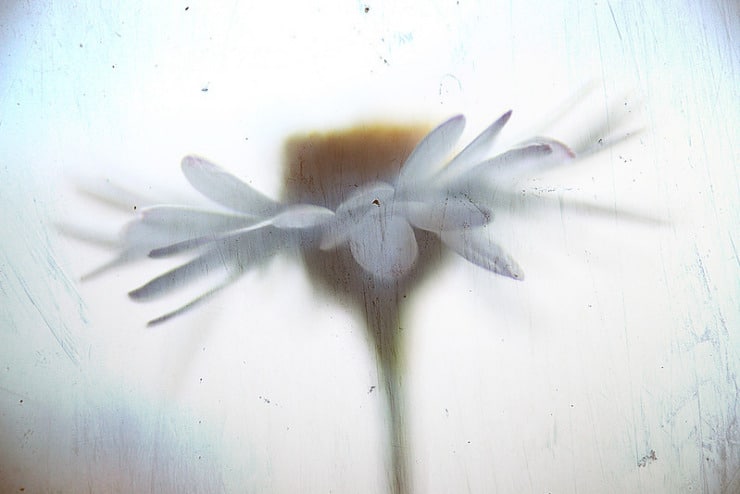 Flower Trommer