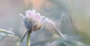 Flower bud McDowell
