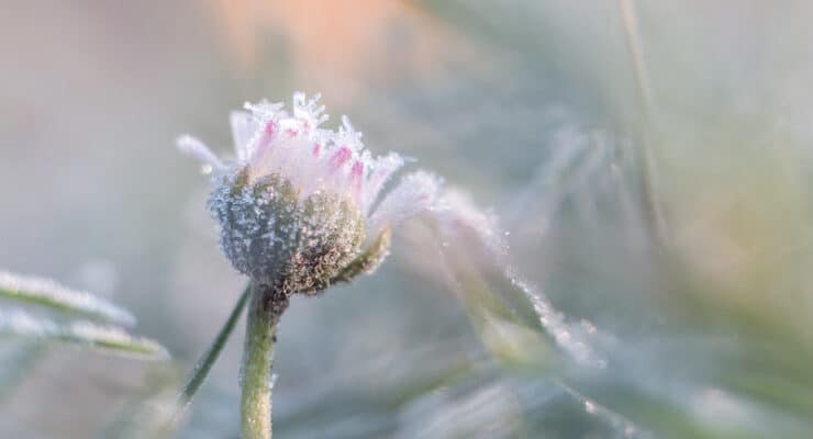 Flower bud McDowell