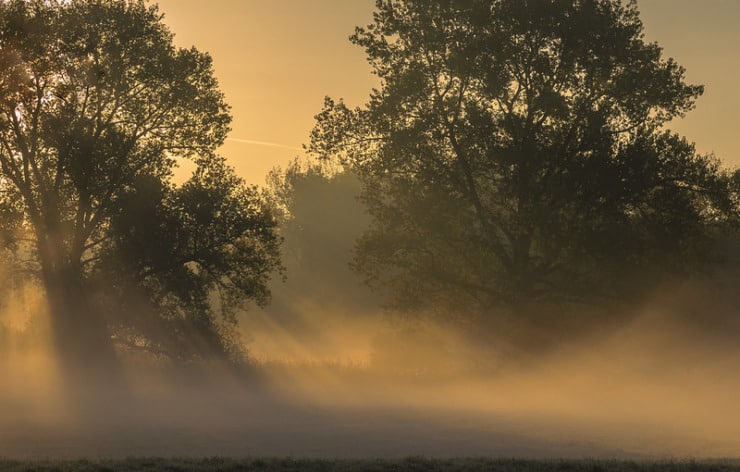 Foggy morning Tweetspeak