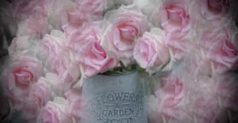 Roses Tweedie
