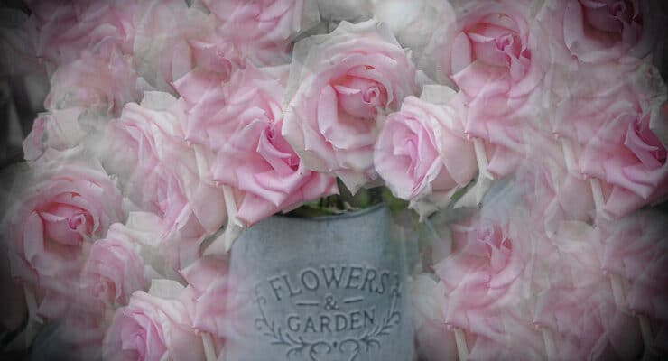 Roses Tweedie