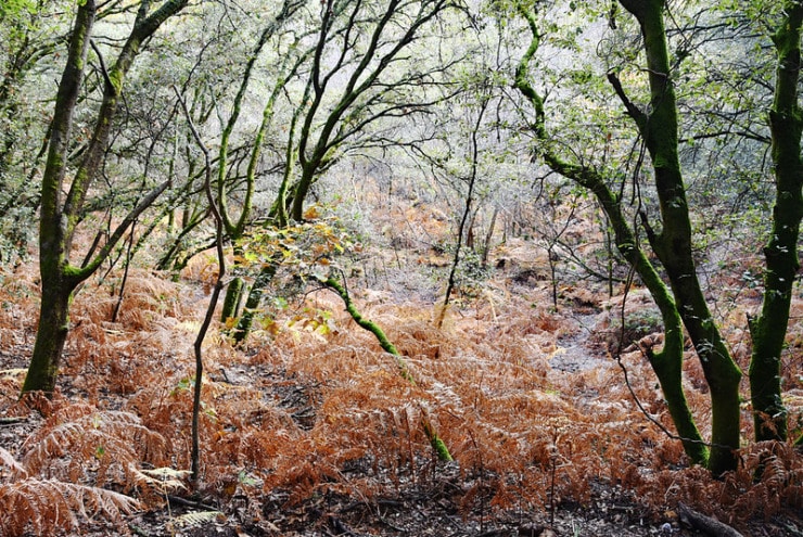Ferns Mars